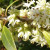 Osmanthus ismertető